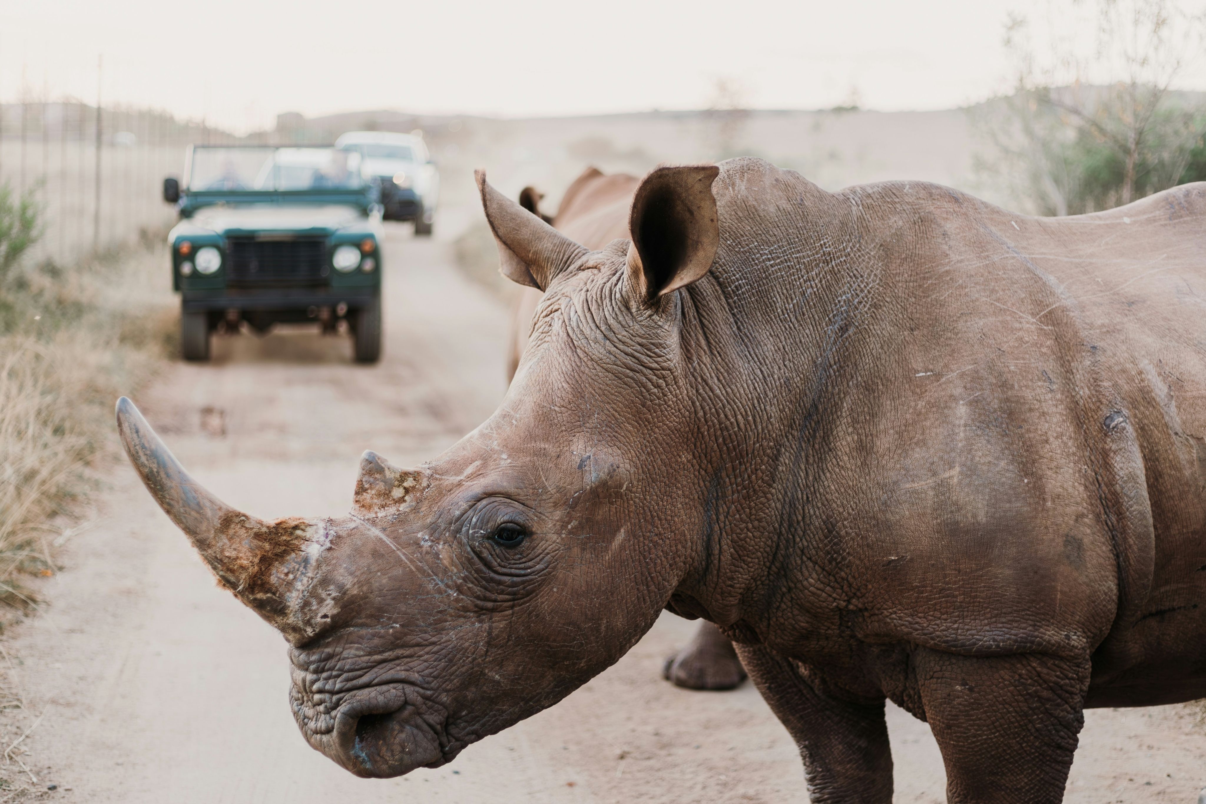 Two rhinos roam the majestic African savanna, showcasing wildlife in natural habitat.