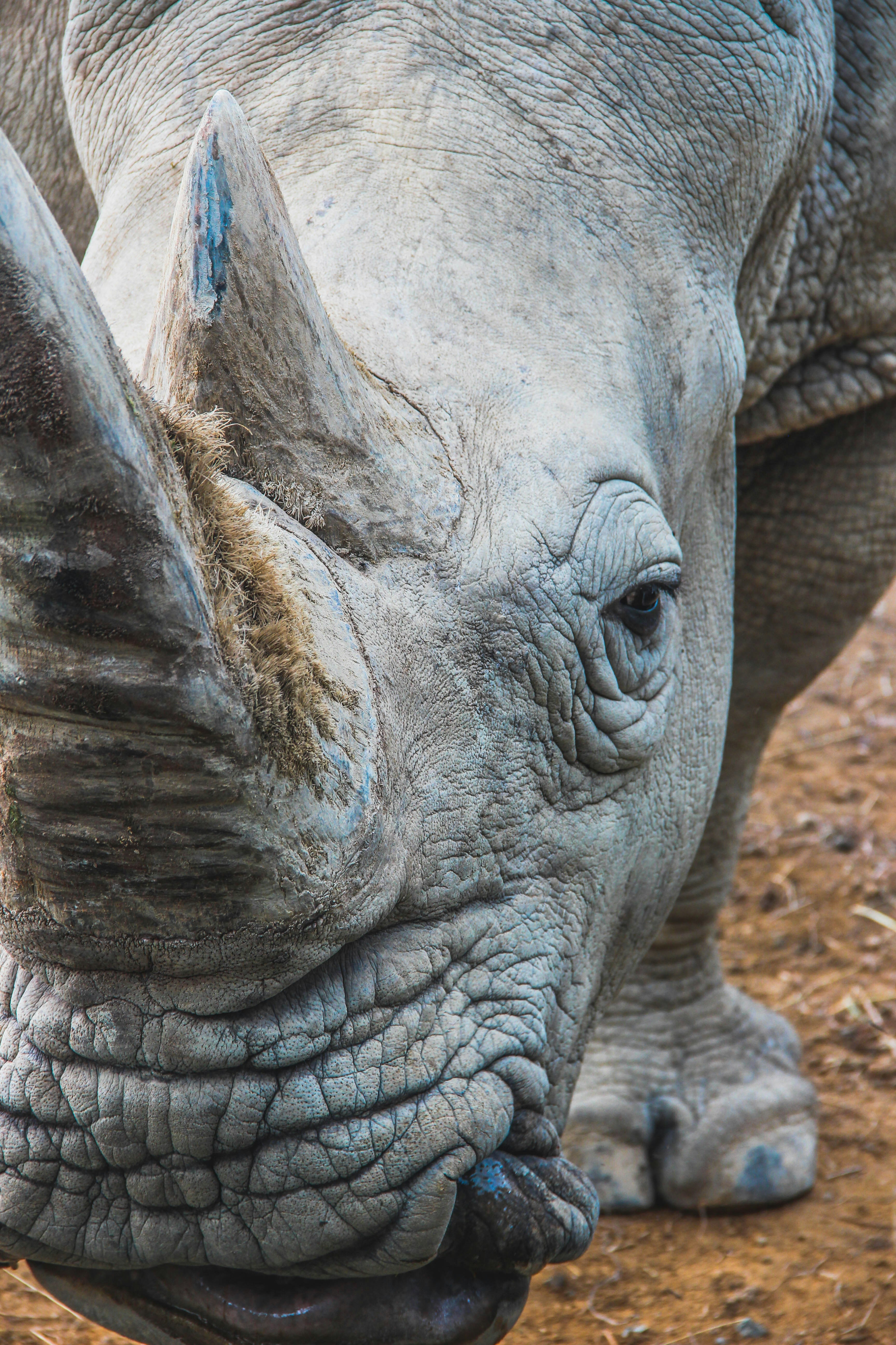 gray rhino digital wallpaper