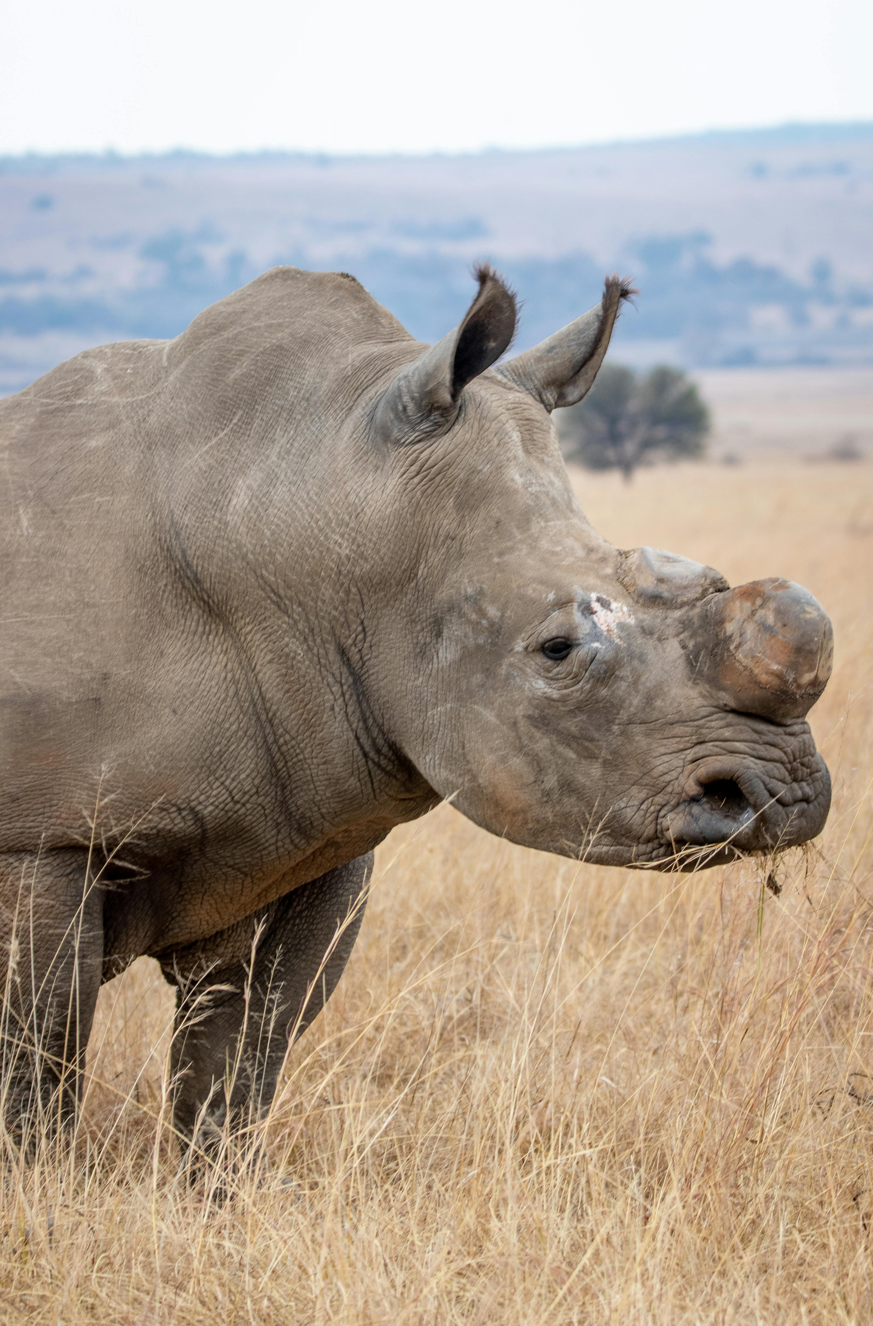 A rhinoceros in its natural habitat, captured in an open grassland on a safari.